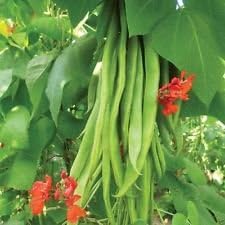 Green Runner Bean Phaseolus coccineus seeds for garden planting